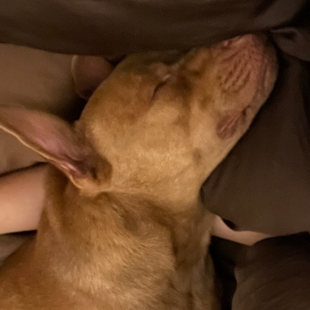 Meet your Posher, Stella